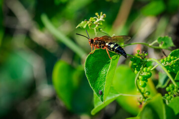 Cicada Killer (Sphecius speciosus) wasp