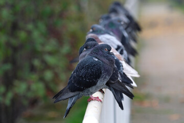 Einer tanzt aus der Reihe - Reihe mit Tauben auf Geländer - Stockfoto