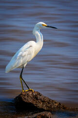 Snowy egret (Egretta thula) on a lake shore