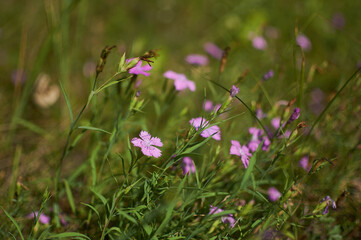 Fototapeta premium wild flowers