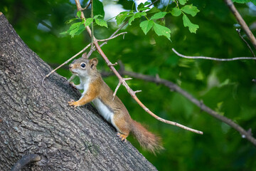 Naklejka na ściany i meble red squirrel standing alert on a tree in the forest