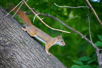 Obraz premium red squirrel standing alert on a tree in the forest