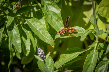 Red and yellow paper wasp on a leaf