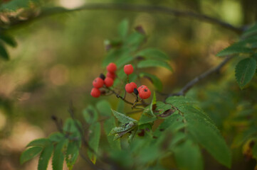 wild berries