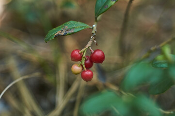 wild berries