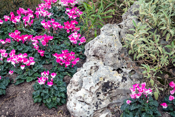 pink primroses in the flowerbed