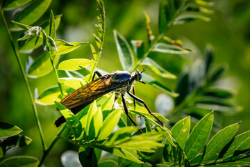 Robber fly with intimdating green eyes on a bush
