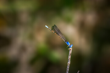 Male Blue-fronted dancer damselfly (Argia apicalis) on a lakeshore.