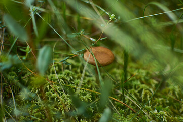 forest mushrooms