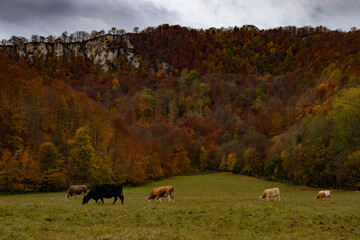 Die Kühe im Herbst