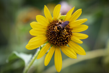 Bumble bee on a sunflower