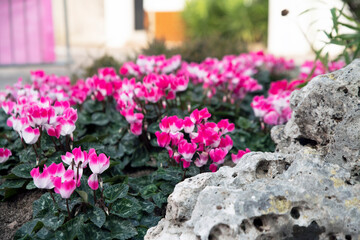 pink primroses in the flowerbed