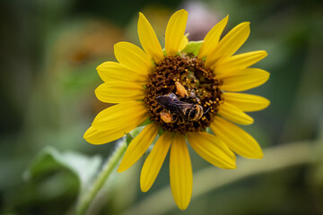 Bumble bee on a sunflower