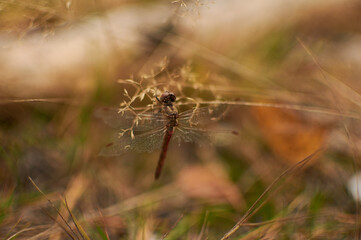 dragonfly