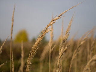 golden wheat field