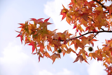 yellow and red autumn leaves on a branch