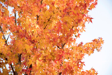 yellow and red autumn leaves on a branch