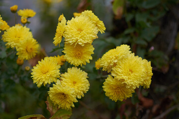 yellow asters