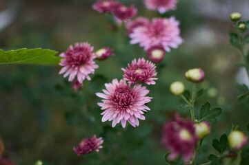 pink asters