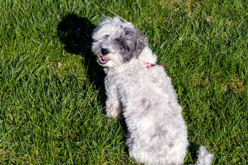 Sweet White Havanese Dog in the Summer on a Green Grass .Happy Dog Looking at the Camera
