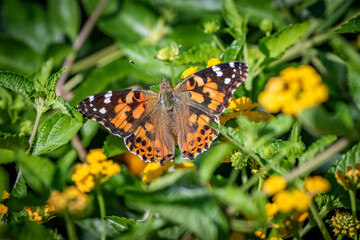 Painted lady butterfly (Vanessa cardui) in garden greenery