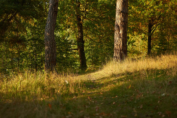 forest autumn landscape