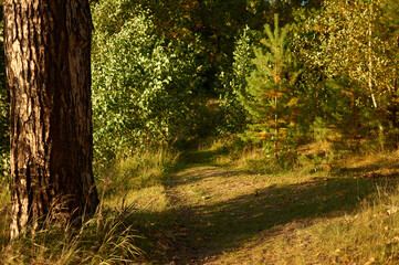 forest autumn landscape