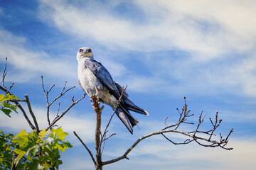 Mississippi Kite (Ictinia mississippiensis) perched in a tree