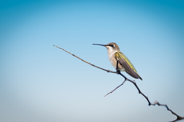 Female Black-chinned hummingbird (Archilochus alexandri) perched in a tree