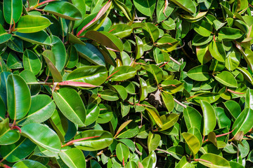 Fresh Green Leaves Bush Background