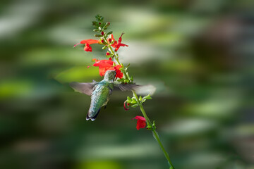 Black-chinned hummingbird (Archilochus alexandri) feeding from red blooms.