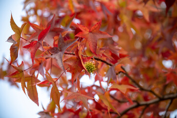 yellow and red autumn leaves on a branch