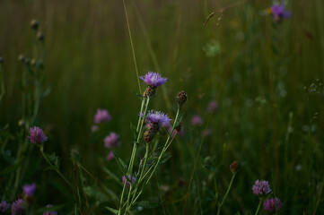 wild flowers