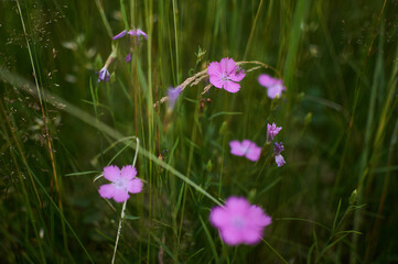 wild flowers