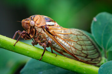 Western Bush Cicada (Megatibicen tremulus), also known as Cole's Bush Cicada