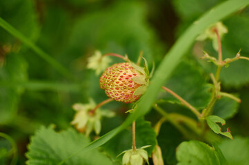 strawberry in the garden