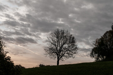 an oak tree with gnarly trunk in morning sunrise