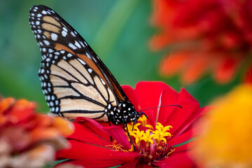 Monarch butterfly (Danaus plexippus) perched on a red flower