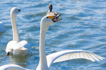 口を開けた白鳥