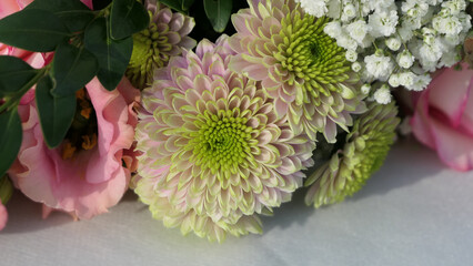 close up of dahlia flower with special green to violet gradient color