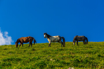 Naklejka na ściany i meble Scenery mountain landscape at Caucasus mountains with horses