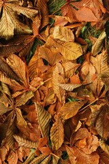 Fototapeta na wymiar Bright chestnut leaves in the Park macro