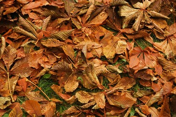 Bright chestnut leaves in the Park macro