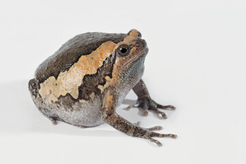 Indischer Ochsenfrosch, Kaloula pulchra, Studiofoto vor weißem Hintergrund