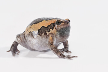 Indischer Ochsenfrosch, Kaloula pulchra, geht über den Boden, Studiofoto vor weißem Hintergrund