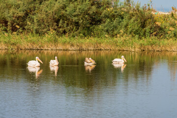 Group of pelicans swims on a lake near Zikhron Ya'akov, Israel. Pelican birds resting on a pond before a long winter flight to Africa. 