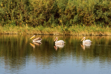 Group of pelicans swims on a lake near Zikhron Ya'akov, Israel. Pelican birds resting on a pond before a long winter flight to Africa. 