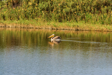 Lone pelican swimming on a lake near Zikhron Ya'akov, Israel. Pelican bird resting on a pond before a long winter flight to Africa. 