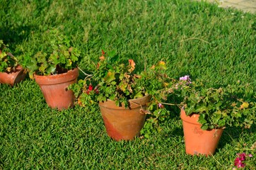 Macetas de geranios sobre césped