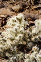 Silver Cholla Cactus
